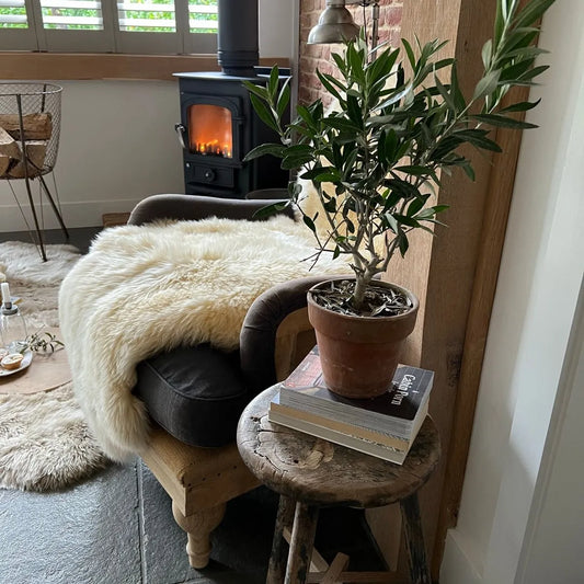 Sheepskin rug in Buttercream/ Beige