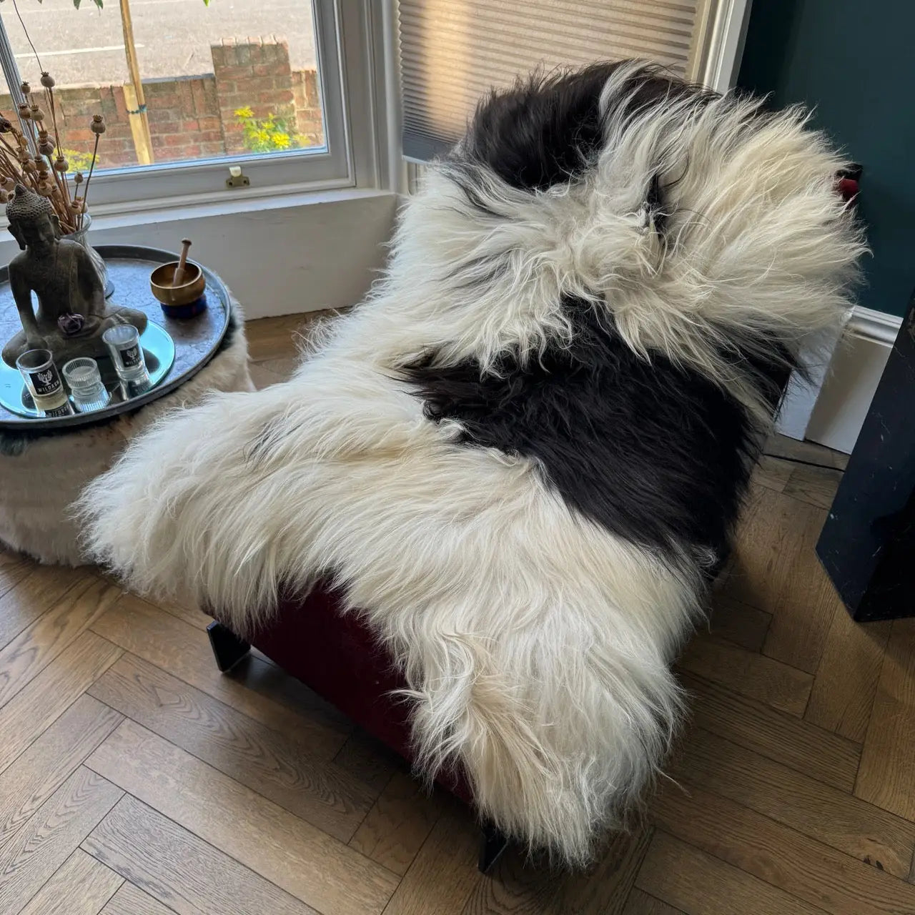 Icelandic Rare Breed Natural Undyed Black and White Sheepskin Rug 5 24051601IL